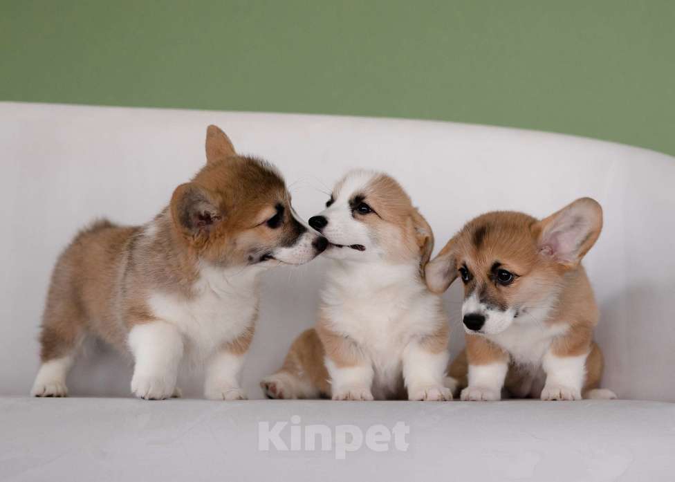 Собаки в Саратове: Щенки вельш-корги пемброк Мальчик, Бесплатно - фото 5