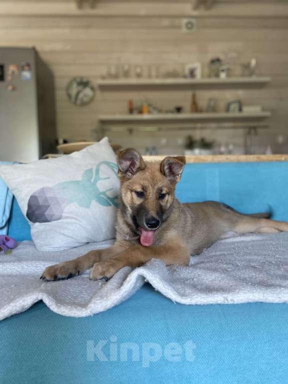 Собаки в Москве: Щенок для классной семьи 🐶 Девочка, 1 руб. - фото 4