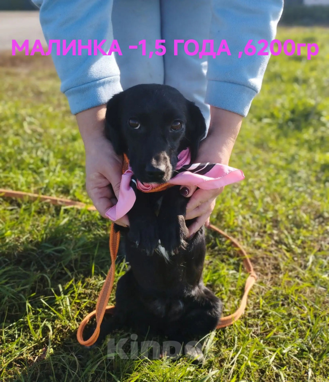 Собаки в Москве: МАЛИНКА в добрые руки Девочка, Бесплатно - фото 1