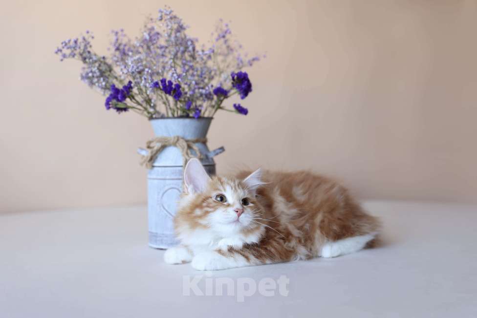 Кошки в Серпухове: Фелиция Русские Цветы Курильский  Бобтейл Девочка, 50 000 руб. - фото 4