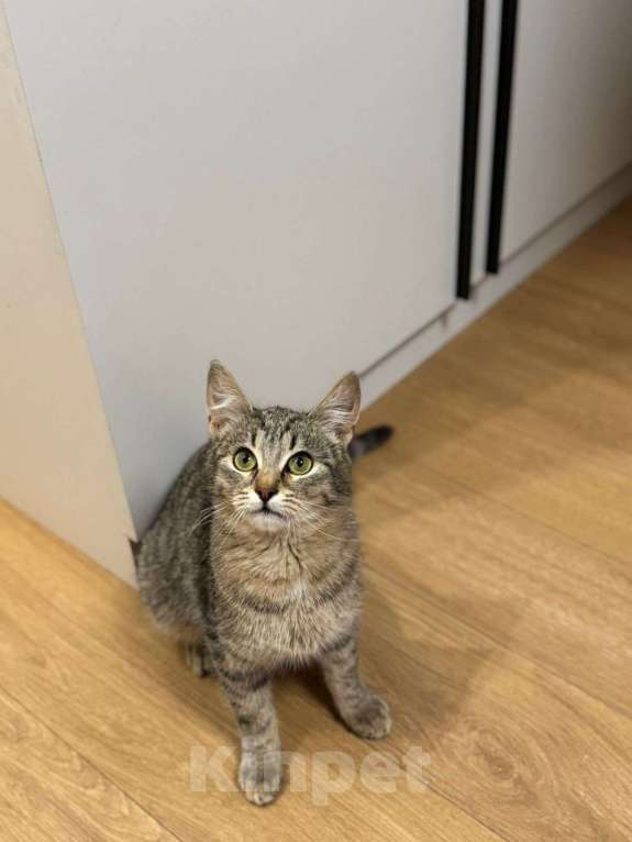 Кошки в Мытищах: Котенок Дымок в добрые руки Мальчик, Бесплатно - фото 1