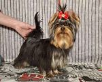 Собаки в Москве: Йорк мальчик Мальчик, 45 000 руб. - фото 1
