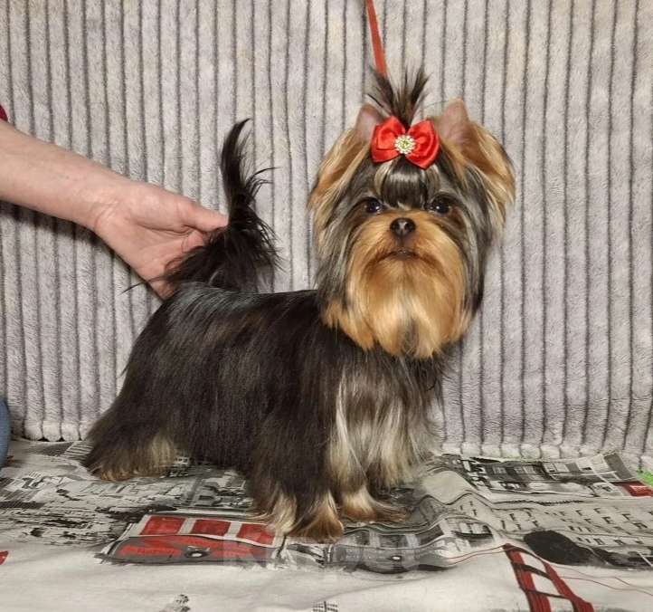 Собаки в Москве: Йорк мальчик Мальчик, 45 000 руб. - фото 1