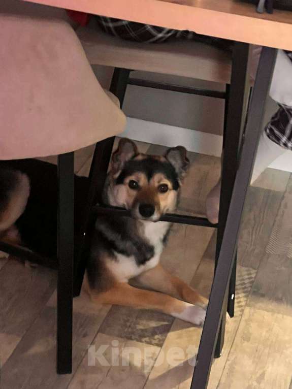 Собаки в Иркутске: Отдам в добрые руки Мальчик, Бесплатно - фото 4