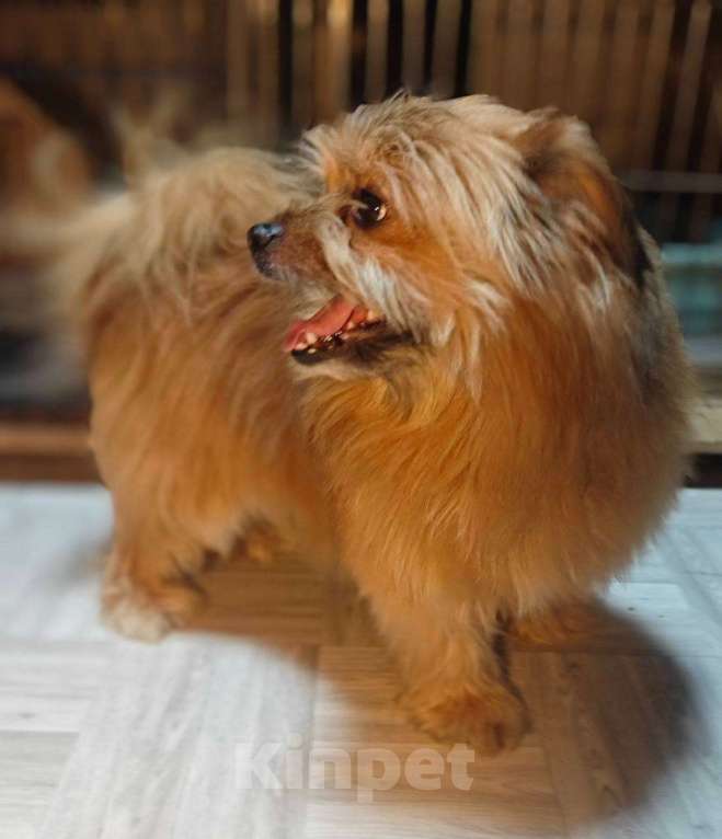 Собаки в Сергиеве Посаде: Рыжик Яша Мальчик, Бесплатно - фото 1