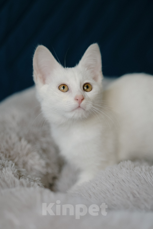 Кошки в Клине: Ассоль — стройная и воздушная кошечка, словно балерина Девочка, Бесплатно - фото 7