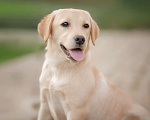 Собаки в других городах Ленинградской области: Палевый щенок лабрадора Девочка, 30 000 руб. - фото 4