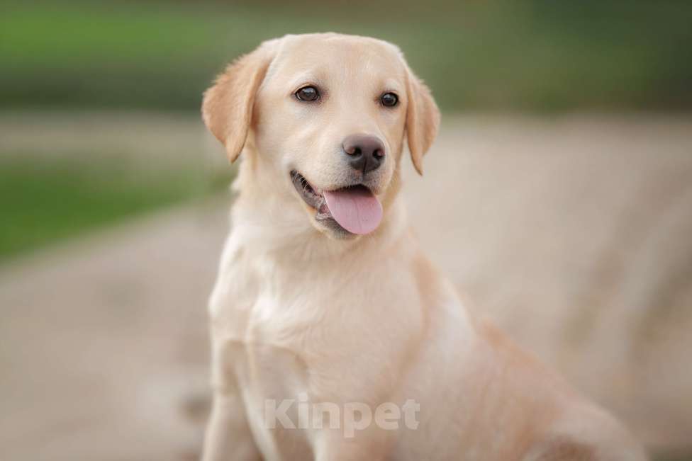Собаки в других городах Ленинградской области: Палевый щенок лабрадора Девочка, 30 000 руб. - фото 4