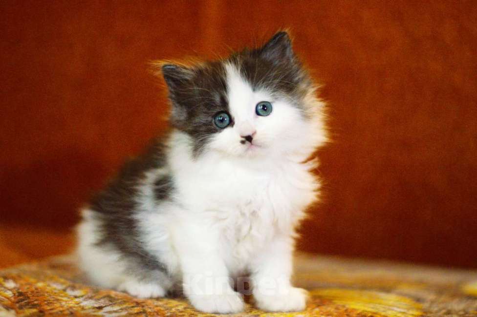 Кошки в Санкт-Петербурге: сибирские котята из питомника Мальчик, 30 000 руб. - фото 4