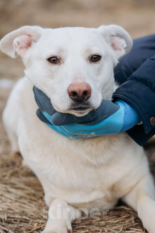 Собаки в Москве: Белоснежная собака в добрые руки! Девочка, Бесплатно - фото 3
