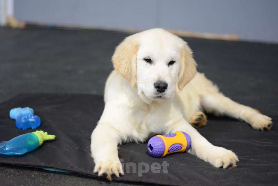 Собаки в Казани: Рыжие  и светлые малыши Золотистого ретривера! Девочка, 60 000 руб. - фото 3