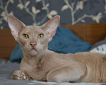 Кошки в Самаре: Ориентальные котята-подростки, 50 000 руб. - фото 2