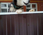Собаки в Уфе: Кабель для вязки, 45 руб. - фото 3