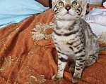 Кошки в Чусовой: Бенгальские котята, 15 000 руб. - фото 3