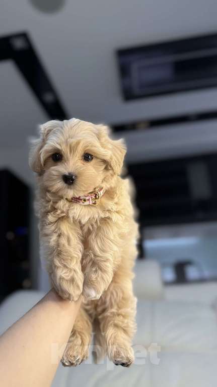 Собаки в Москве: Малышка мальтипу мини  Девочка, 165 000 руб. - фото 3