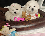 Собаки в Москве: Бишон фризе мини щенки Девочка, 59 999 руб. - фото 2