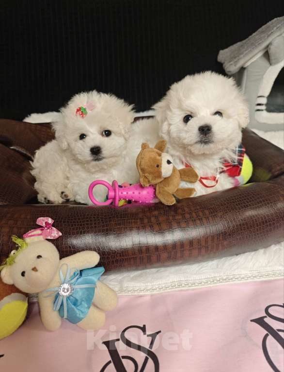 Собаки в Москве: Бишон фризе мини щенки Девочка, 59 999 руб. - фото 2