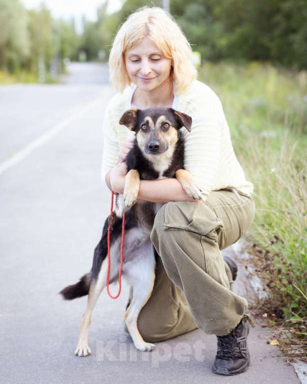 Собаки в Москве: Миниатюрная молодая девочка из приюта ищет дом Девочка, Бесплатно - фото 7