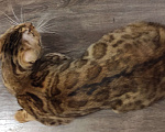 Кошки в Ногинске: Бенгальская кошка бесплатно в добрые руки  Девочка, Бесплатно - фото 3