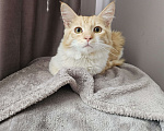 Кошки в Щербинке: Котёнок  Мальчик, Бесплатно - фото 1
