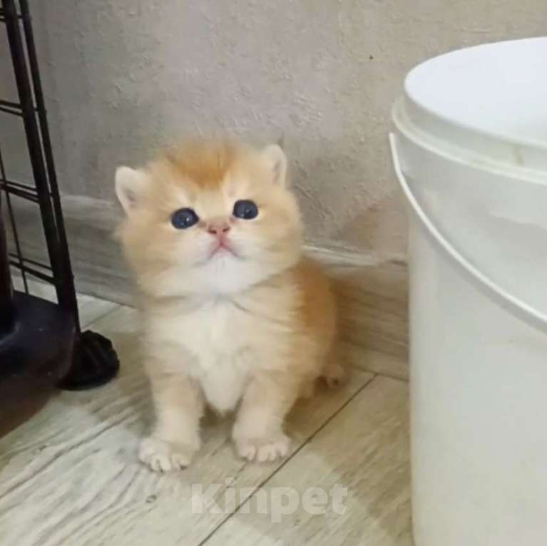 Кошки в Новосибирске: Британские котята золотая шиншилла  Девочка, 25 000 руб. - фото 3