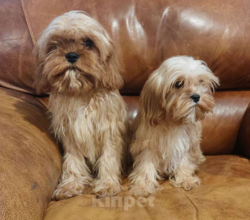 Собаки в Санкт-Петербурге: Щенки кавапу Разнополые, 50 000 руб. - фото 3