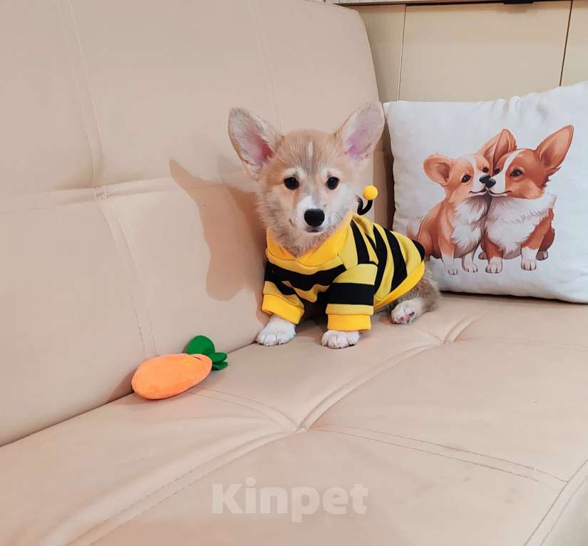 Собаки в Москве: Вельш корги пемброк щенки Разнополые, 30 000 руб. - фото 4