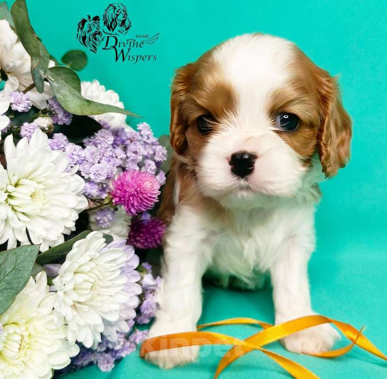 Собаки в Москве: Щенок Мальчик, 130 000 руб. - фото 2