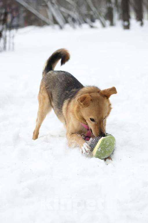 Собаки в Москве: Небольшая ласковая Лаванда в добрые руки Девочка, Бесплатно - фото 3