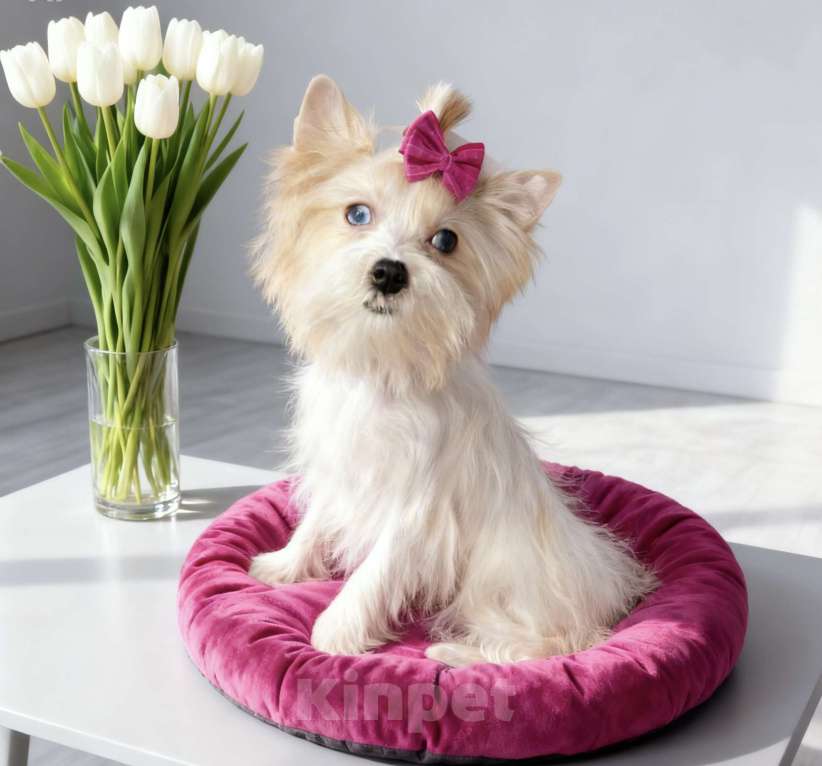 Собаки в Москве: Белый йорк с голубыми глазами девочка подрощенная Девочка, 130 000 руб. - фото 8