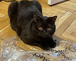 Кошки в Санкт-Петербурге: Потерялся любимый кот Мальчик, 3 000 руб. - фото 1