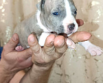 Собаки в Липецке: Щенки Американского Стаффордширского Терьера РКФ голубые Девочка, 60 000 руб. - фото 1
