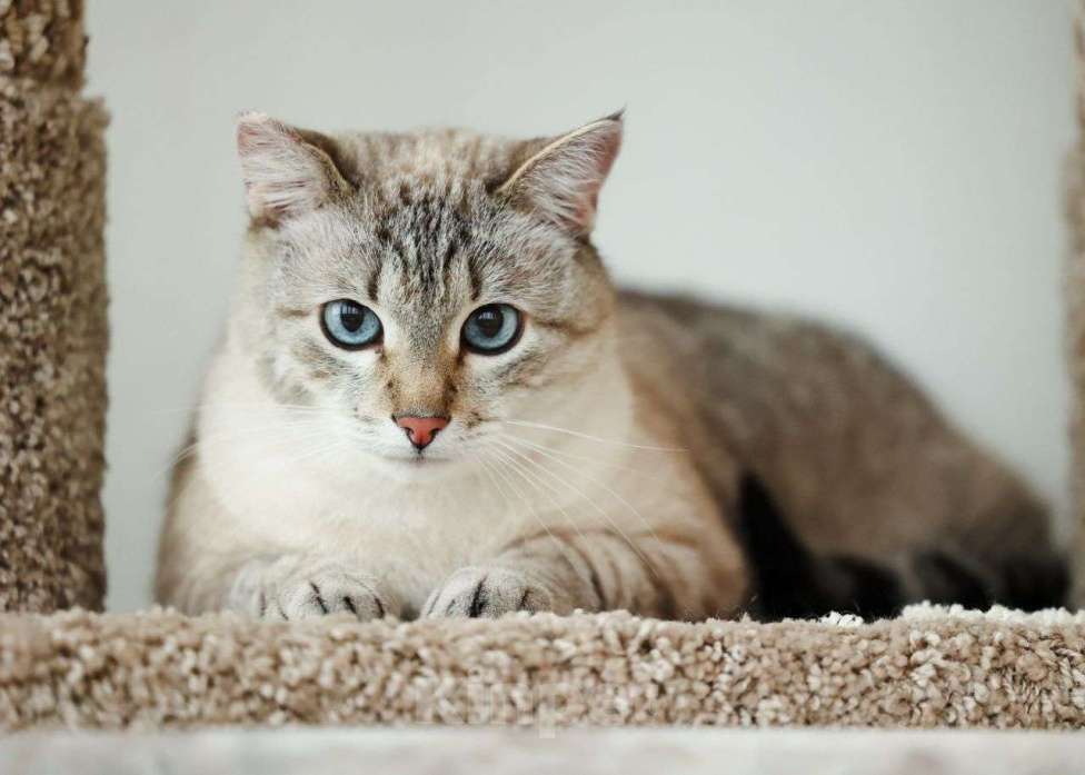 Кошки в Москве: Тайского котика выбросили хозяева. Срочный поиск дома! Мальчик, Бесплатно - фото 1