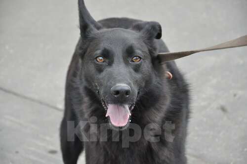 Собаки в Москве: Дружелюбный пёс Карлос из приюта, ищет дом Мальчик, 10 руб. - фото 1