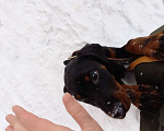 Собаки в Москве: Продам щенка добермана Девочка, 15 000 руб. - фото 1