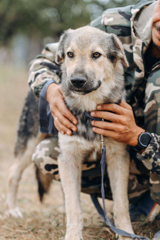 Собаки в Москве: Алмаз ищет семью,9 мес,Привит Мальчик, Бесплатно - фото 6