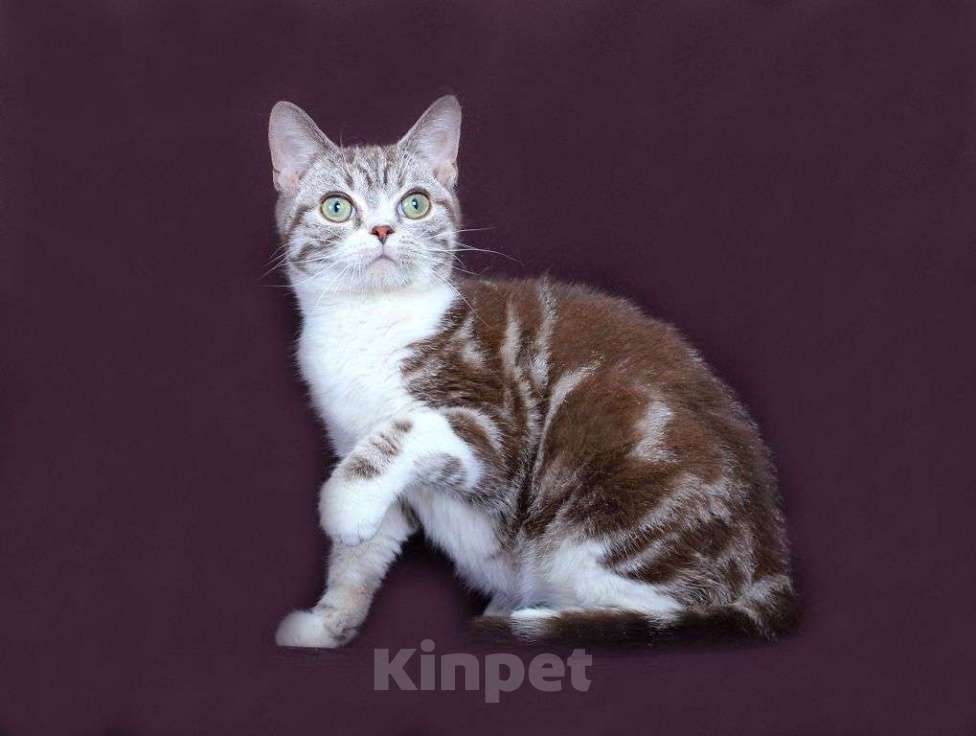 Кошки в Москве: Американский короткошерстный котёнок Мальчик, 60 000 руб. - фото 5