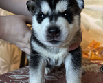 Собаки в Ярославле: Хаски щенки  Мальчик, 7 500 руб. - фото 1