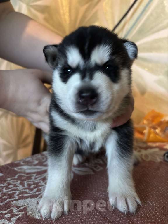 Собаки в Ярославле: Хаски щенки  Мальчик, 7 500 руб. - фото 1