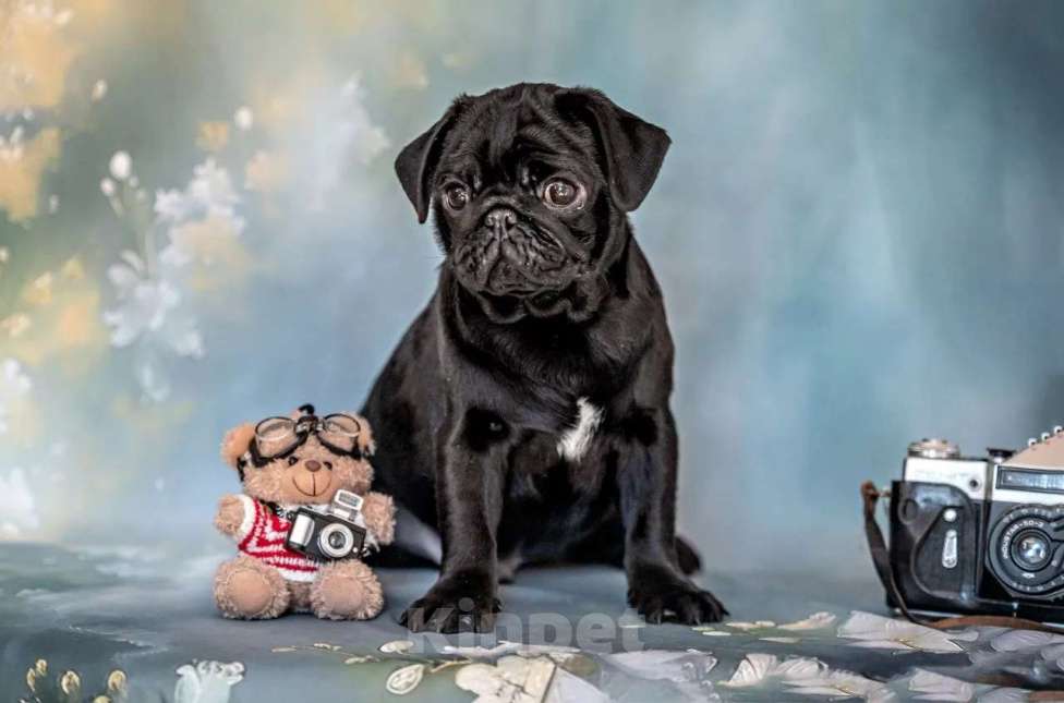 Собаки в Москве: Щенки мопса черного окраса Мальчик, Бесплатно - фото 4