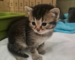 Кошки в Липецке: Шотландские котята Девочка, 5 000 руб. - фото 2