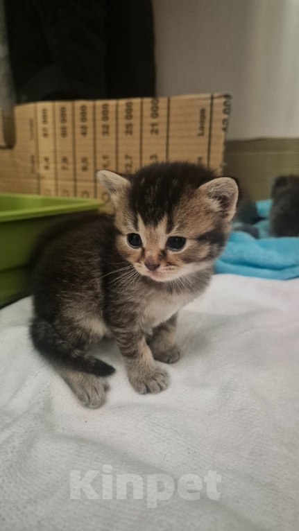 Кошки в Липецке: Шотландские котята Девочка, 5 000 руб. - фото 2