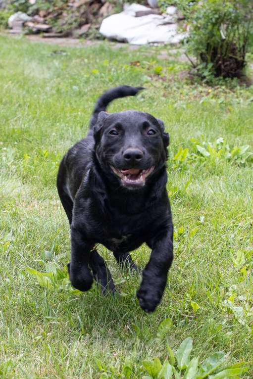 Собаки в других городах Московской области: Щенок в добрые руки  Мальчик, Бесплатно - фото 7