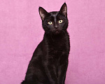 Кошки в Москве: Котенок черный Степа в добрые руки Мальчик, 1 руб. - фото 4