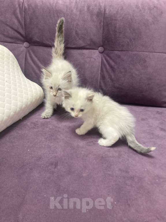 Кошки в Санкт-Петербурге: Котята Мальчик, 25 000 руб. - фото 4