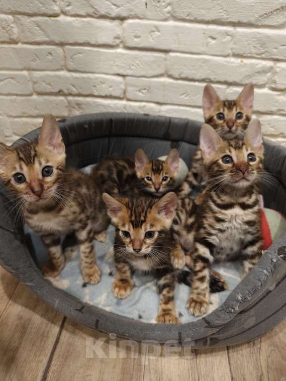 Кошки в Лыткарино: Котенок бенгальской породы 2 мес Мальчик, 16 000 руб. - фото 7