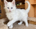Кошки в Екатеринбурге: голубоглазый малыш Мальчик, 35 000 руб. - фото 2