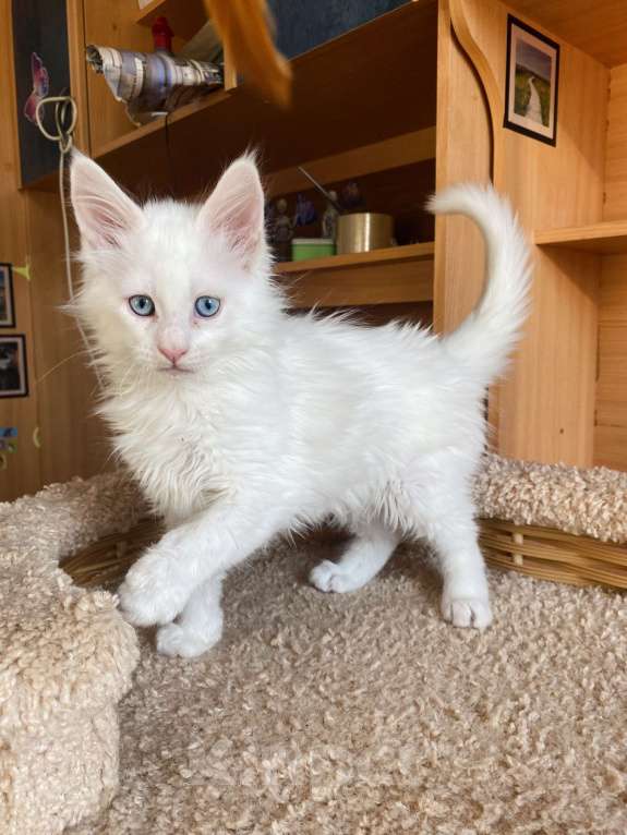 Кошки в Екатеринбурге: голубоглазый малыш Мальчик, 35 000 руб. - фото 2