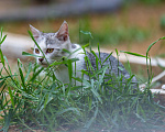 Кошки в Мытищах: Малыш Микки ищет дом Мальчик, Бесплатно - фото 3