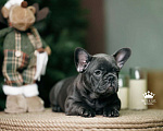 Собаки в Санкт-Петербурге: Французский бульдог щенок голубо тигровый Девочка, 150 000 руб. - фото 3